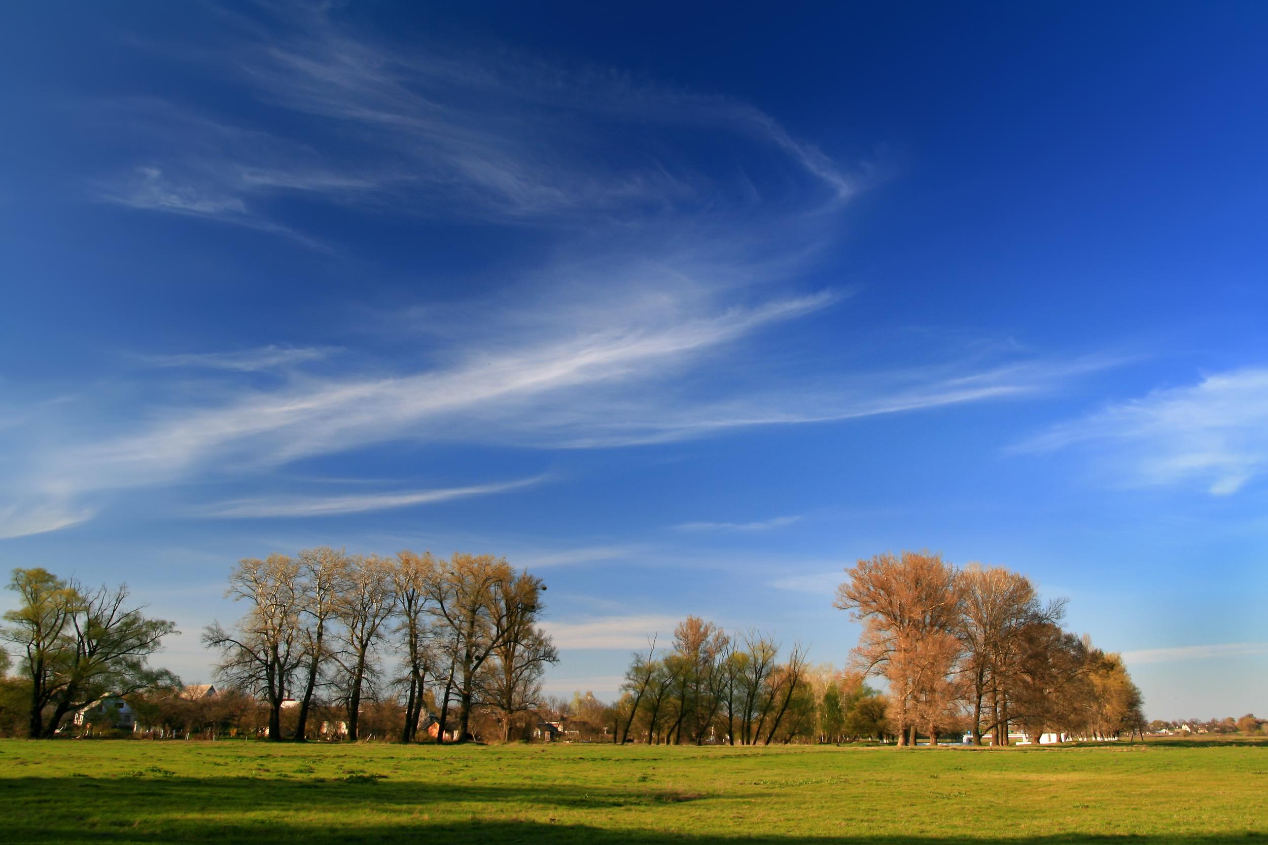 Field with blue sky
