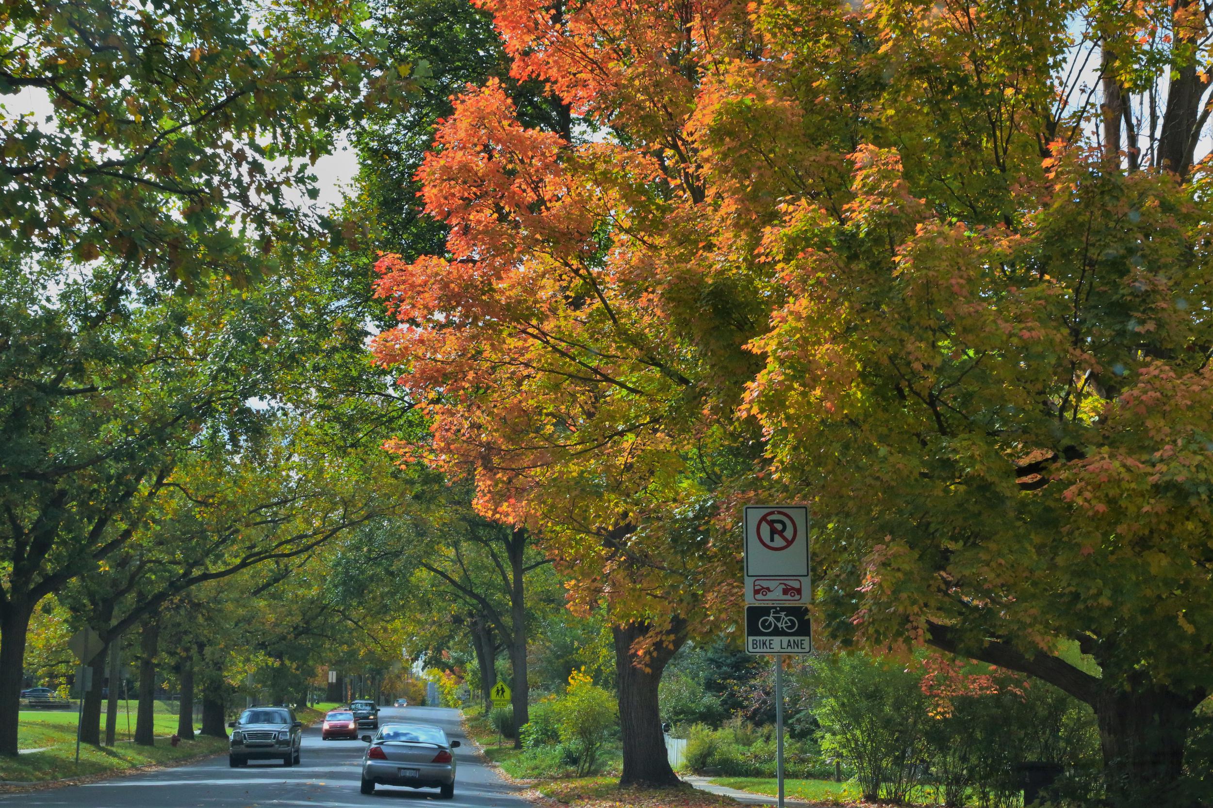 Trees changing color in autumn
