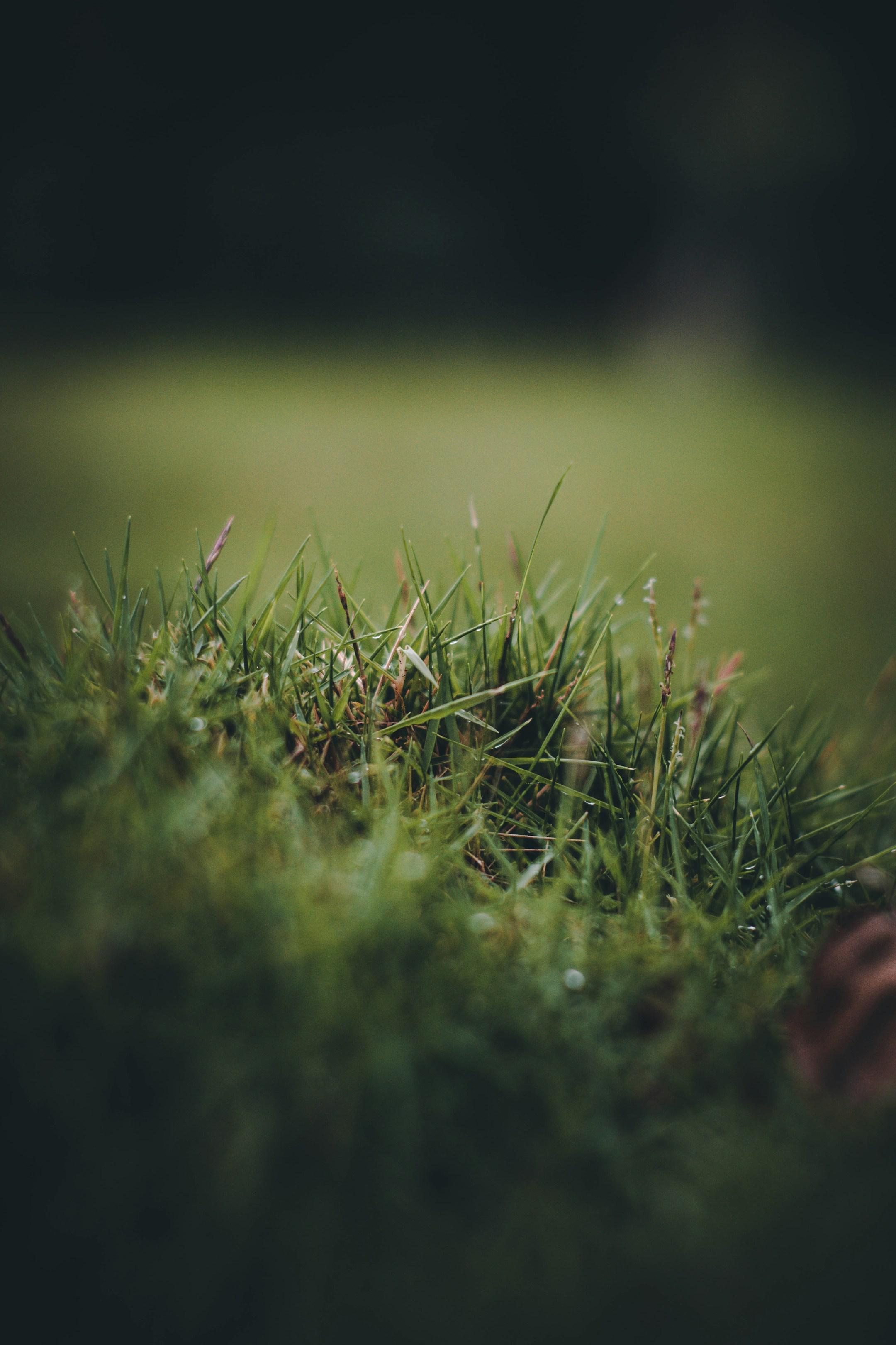 Vetiver grass erosion control mats