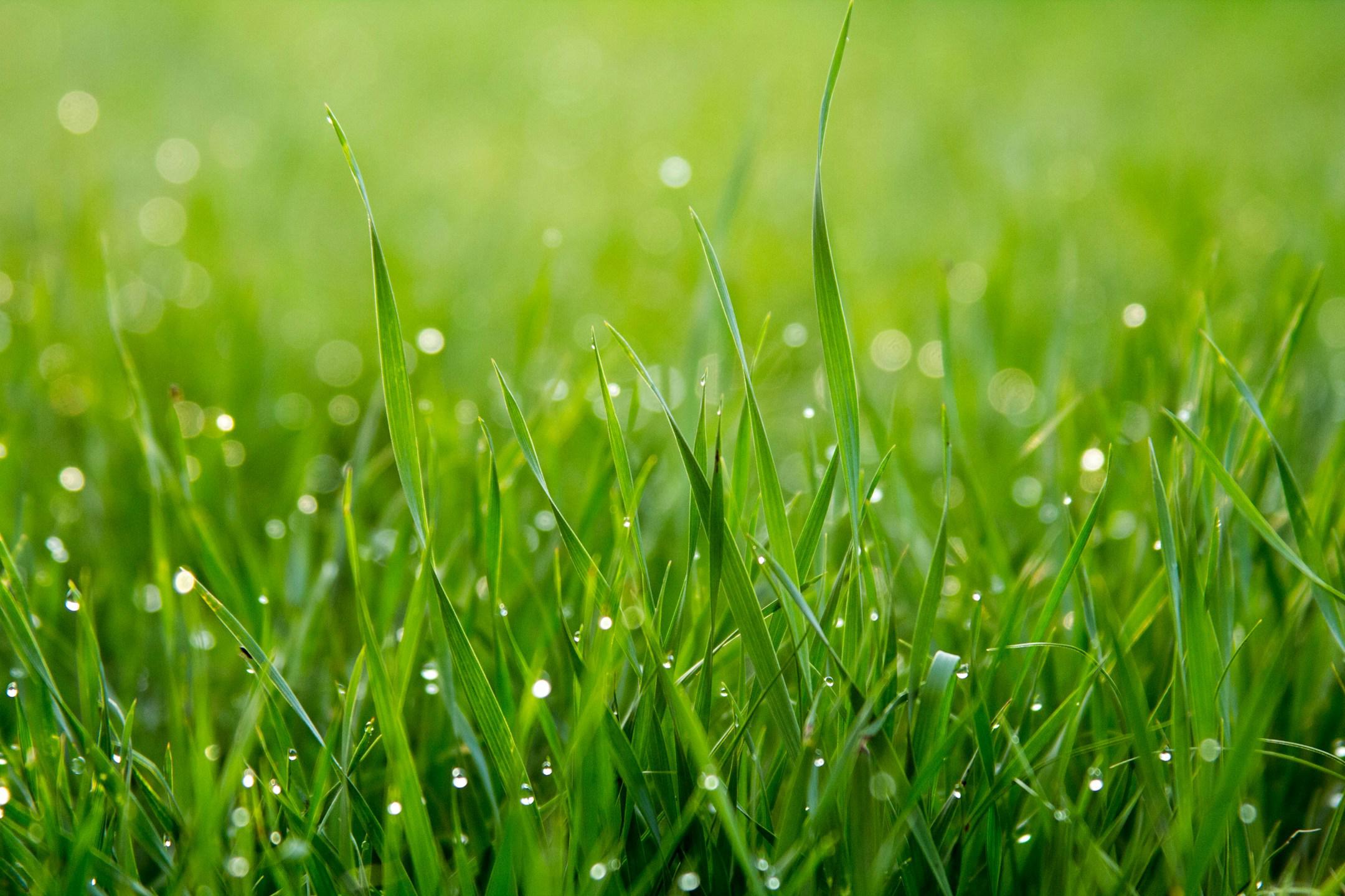 Morning Dew