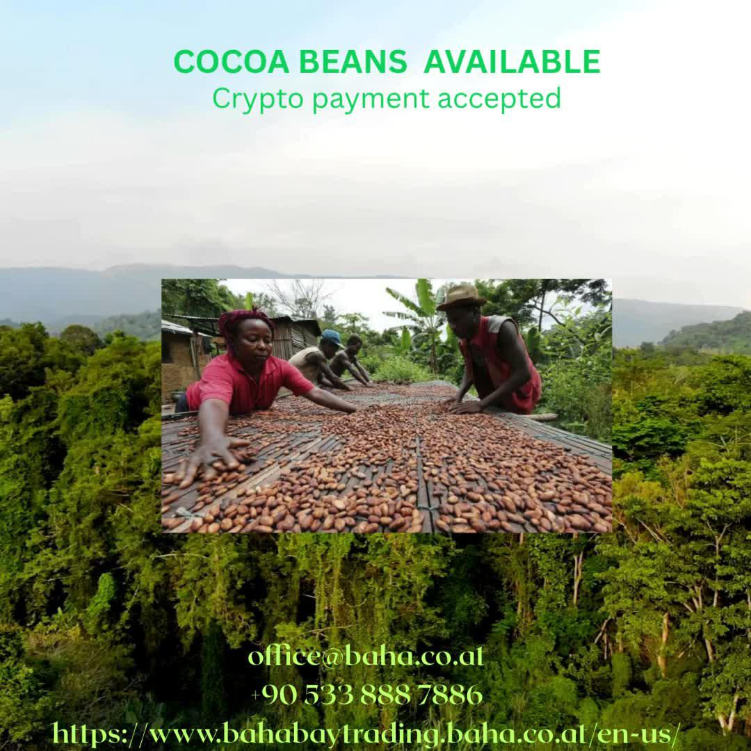 cocoa beans 2025.mp4