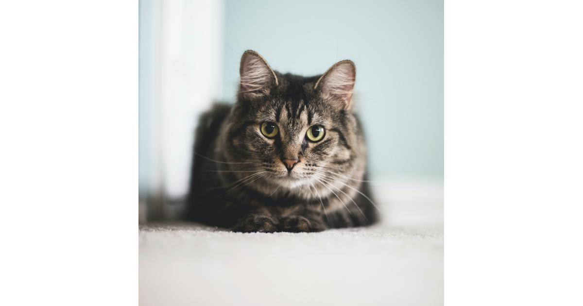 Law Cats and Cats practicing law