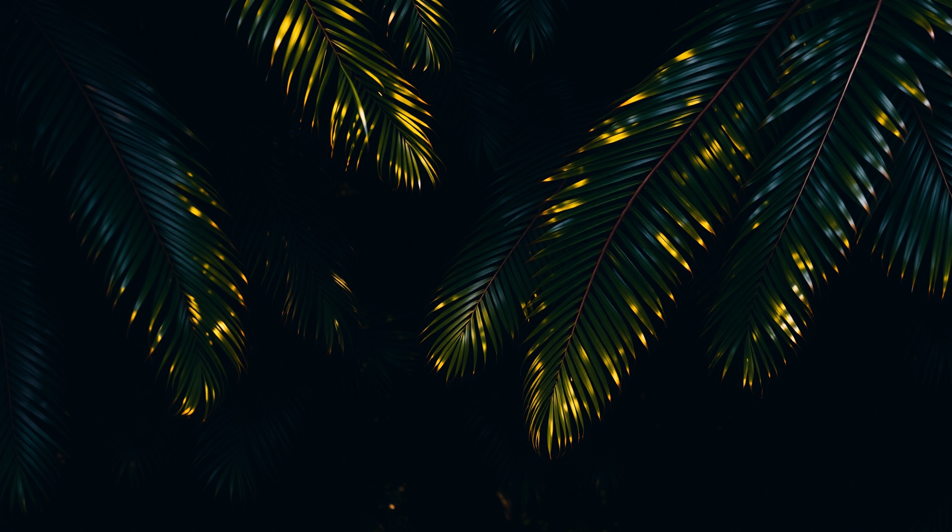 Dark forest foliage background