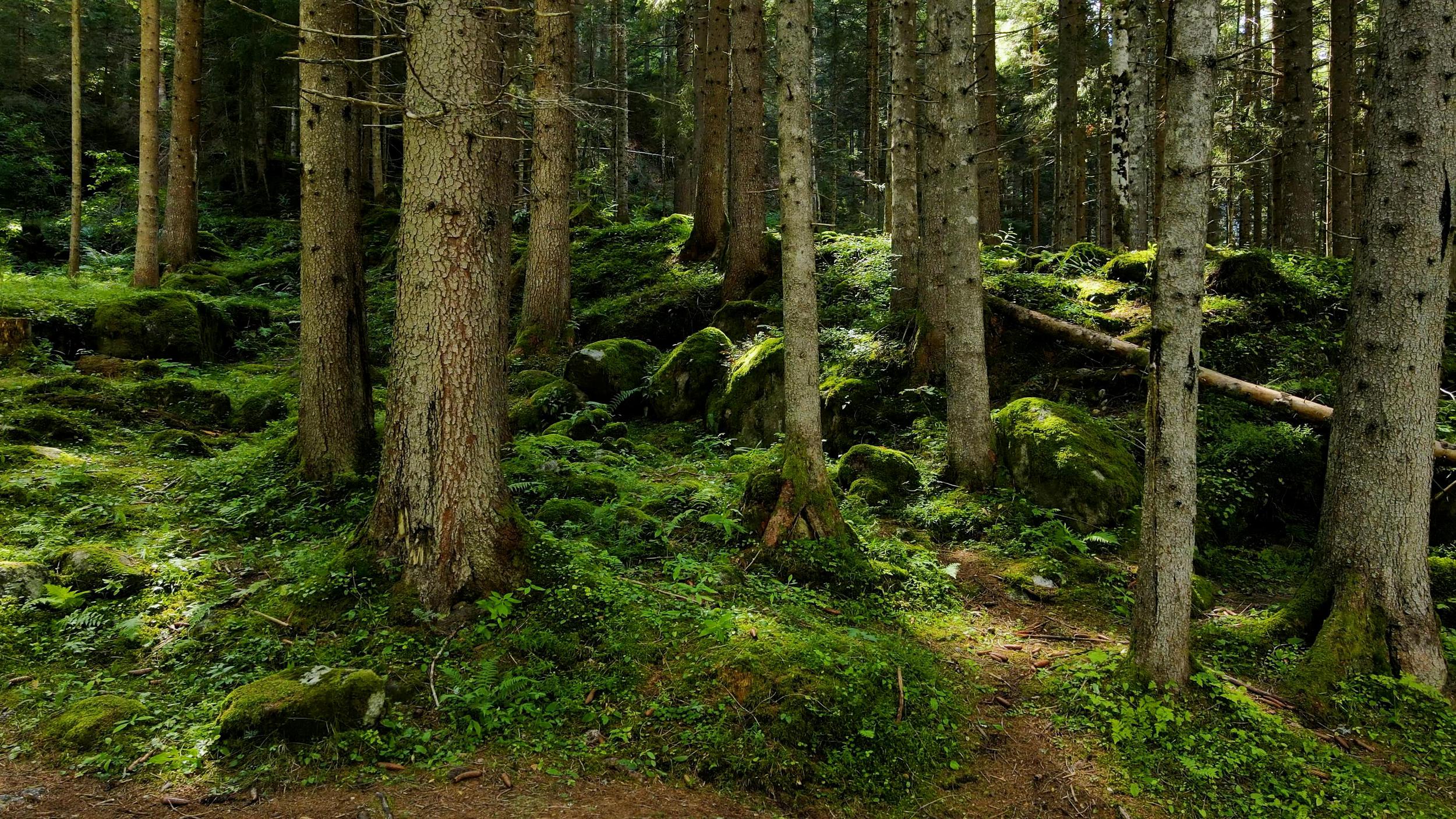 pexels-ambient_nature_-atmosphere-1682386-14683740.jpg