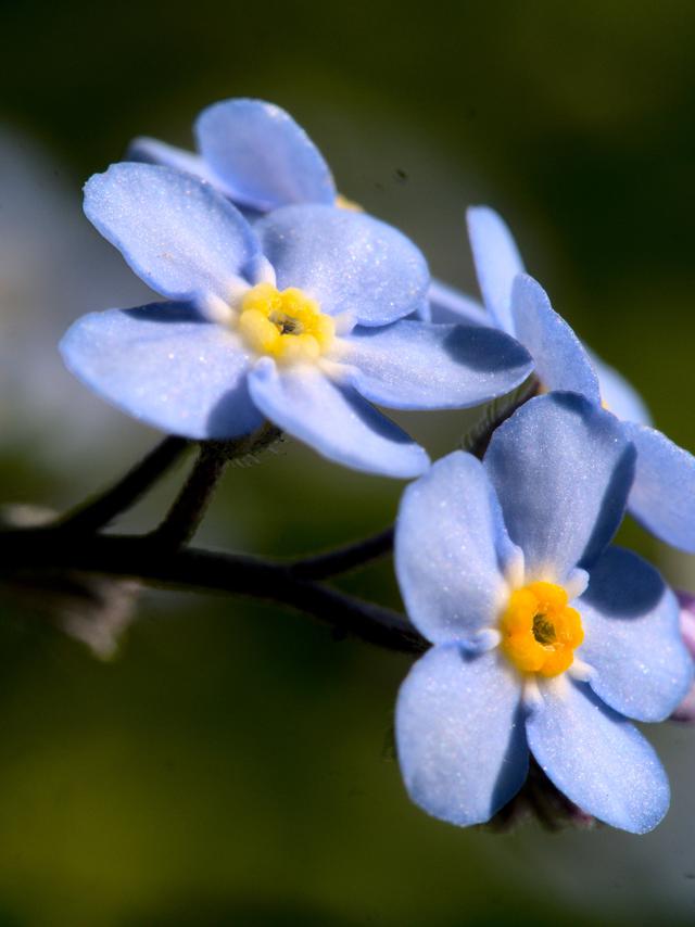Memorial Forget-Me-Not Weekend