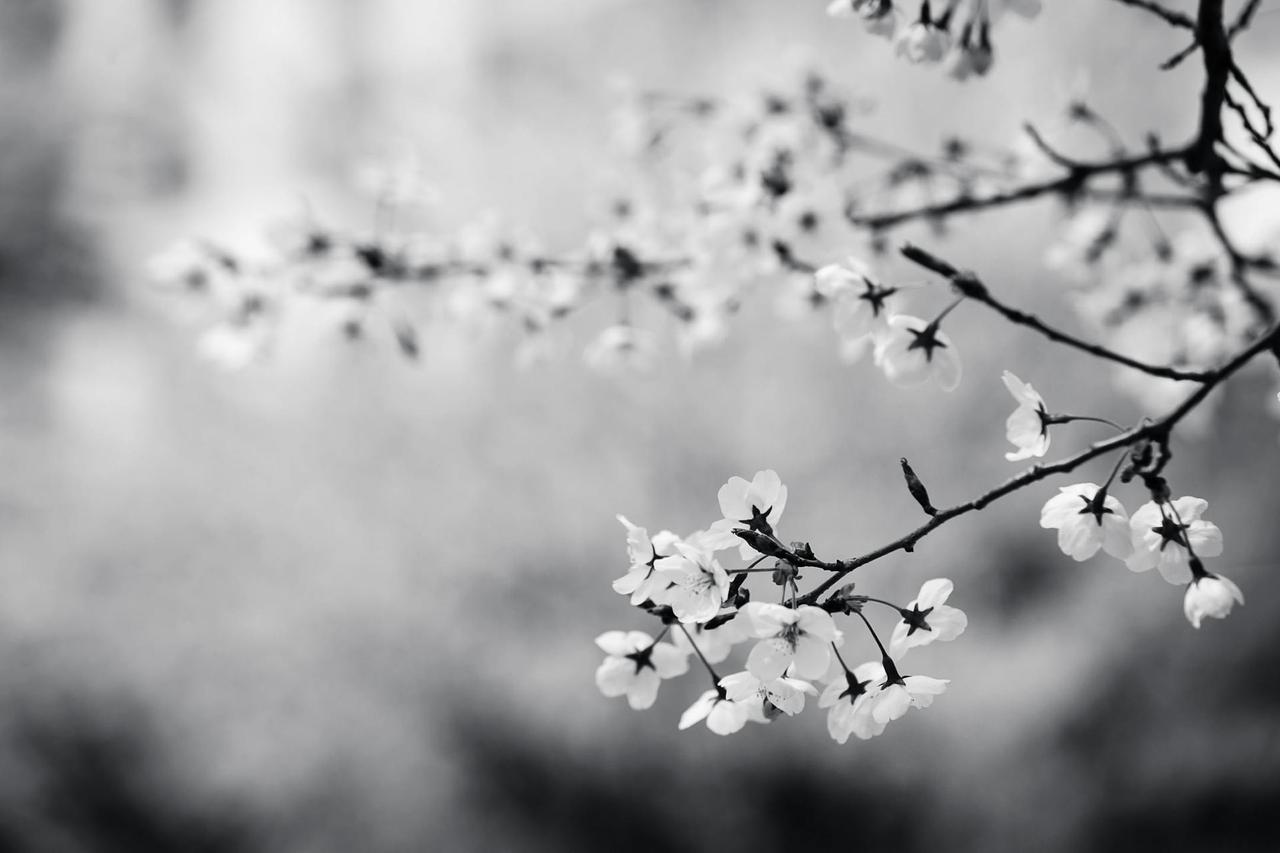 Beautiful black and white photo of cherry blossom branches with a serene background.