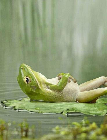 Frog relaxing