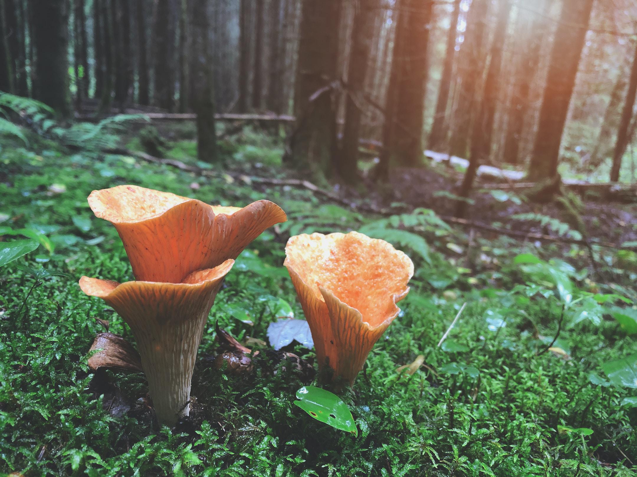 Mushrooms in a forest