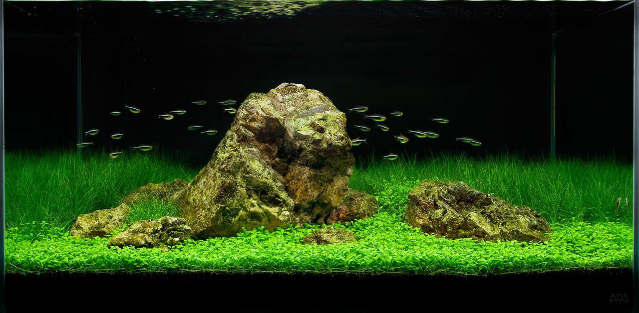 15_0_33_1aquarium_adaiwagumi_fishtank.jpg