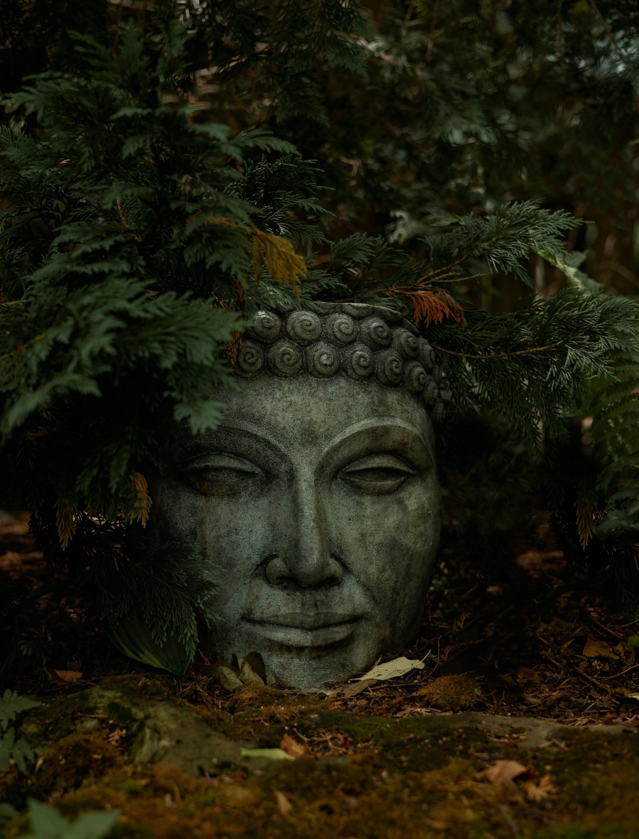 Elegant Buddha statue head surrounded by greenery, symbolizing spirituality and tranquility.