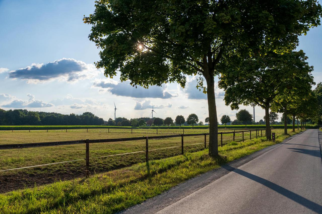 A serene countryside road lined with trees and wind turbines in the background under a clear sky.