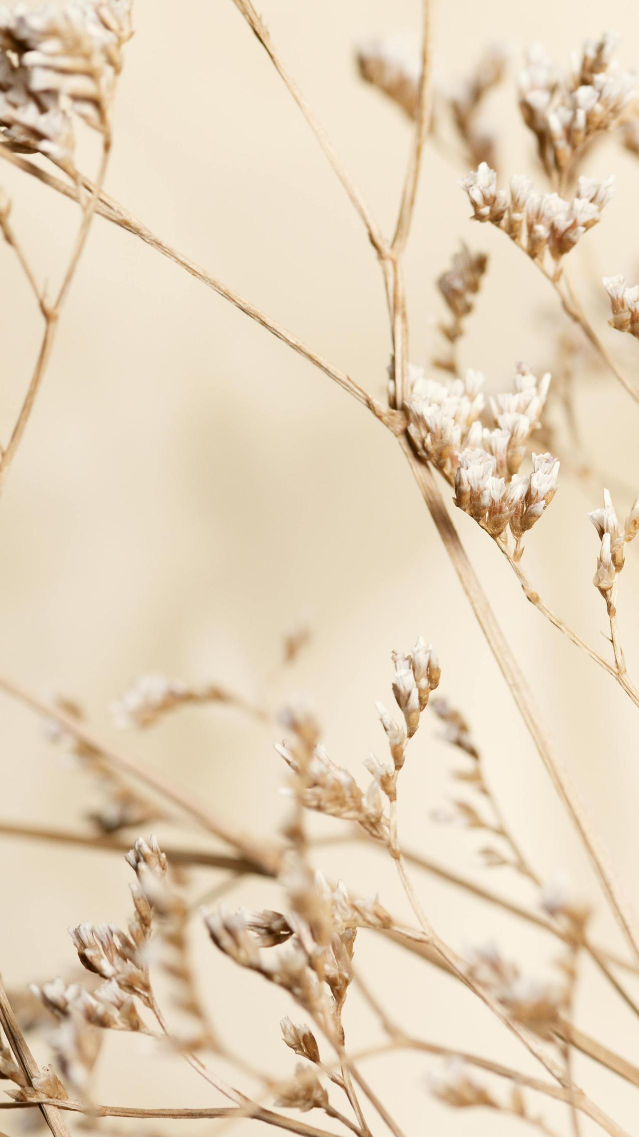 Elegant close-up of beige dried grass in fall, capturing nature's delicate textures and warm tones.