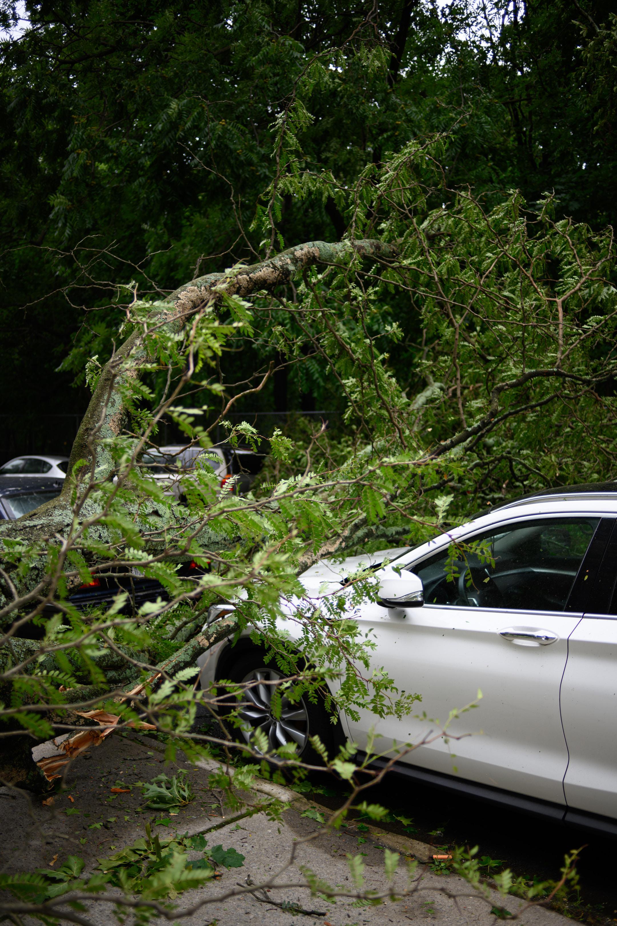 Car parked on the street destroyed by falling tree due to storm.