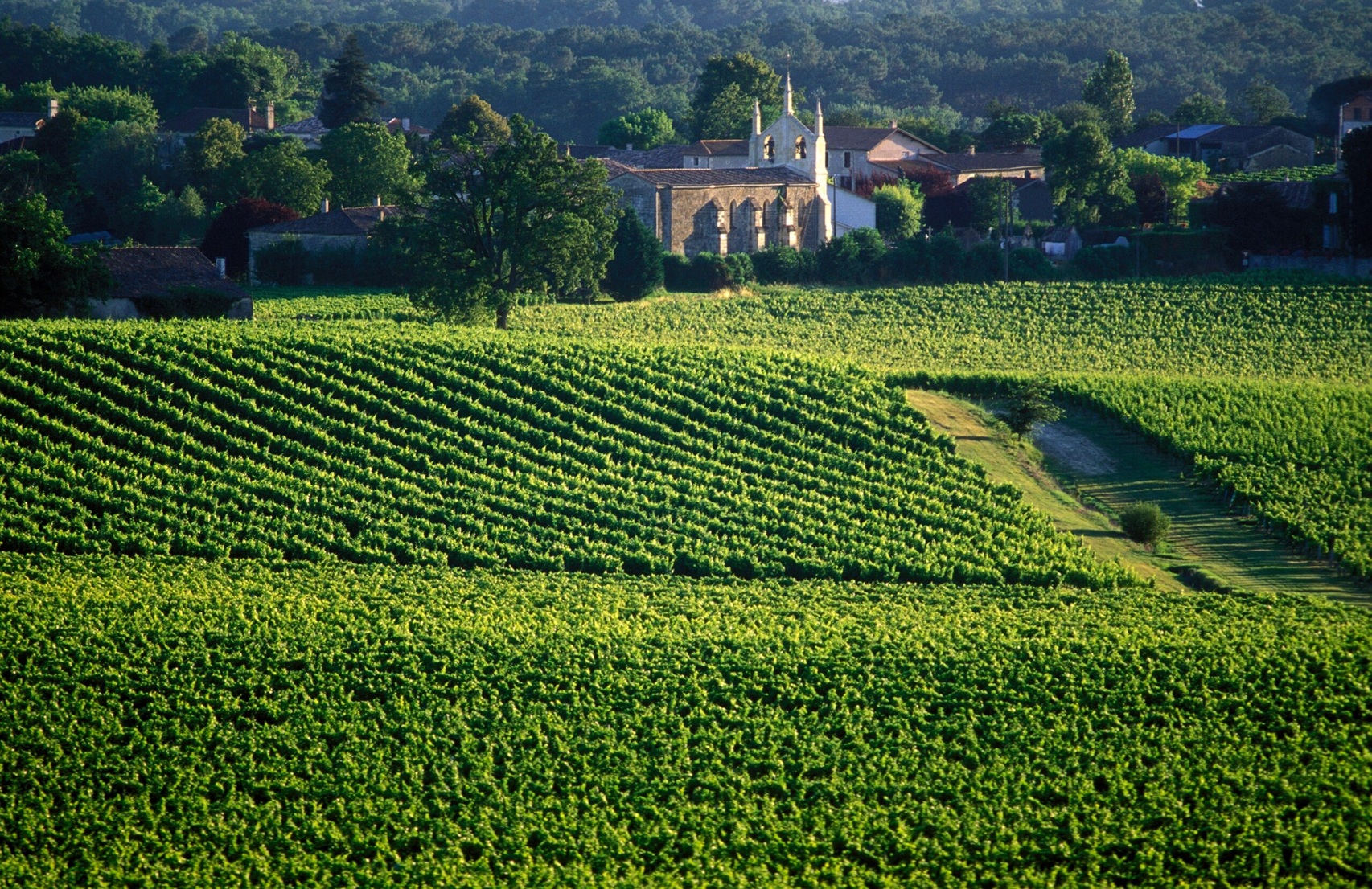 Classic French terroirs vineyard