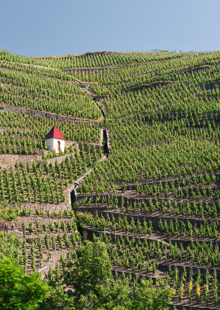 Professional wine vineyard landscape