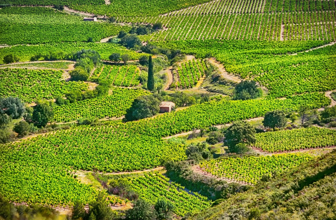 International terroirs vineyard