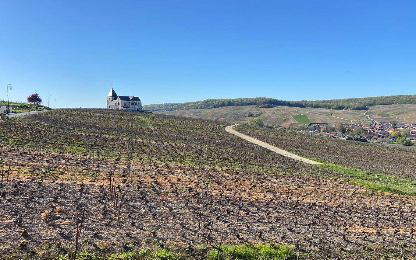 Premium wine service vineyard