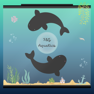 f&g aquatics instagram profile picture.png