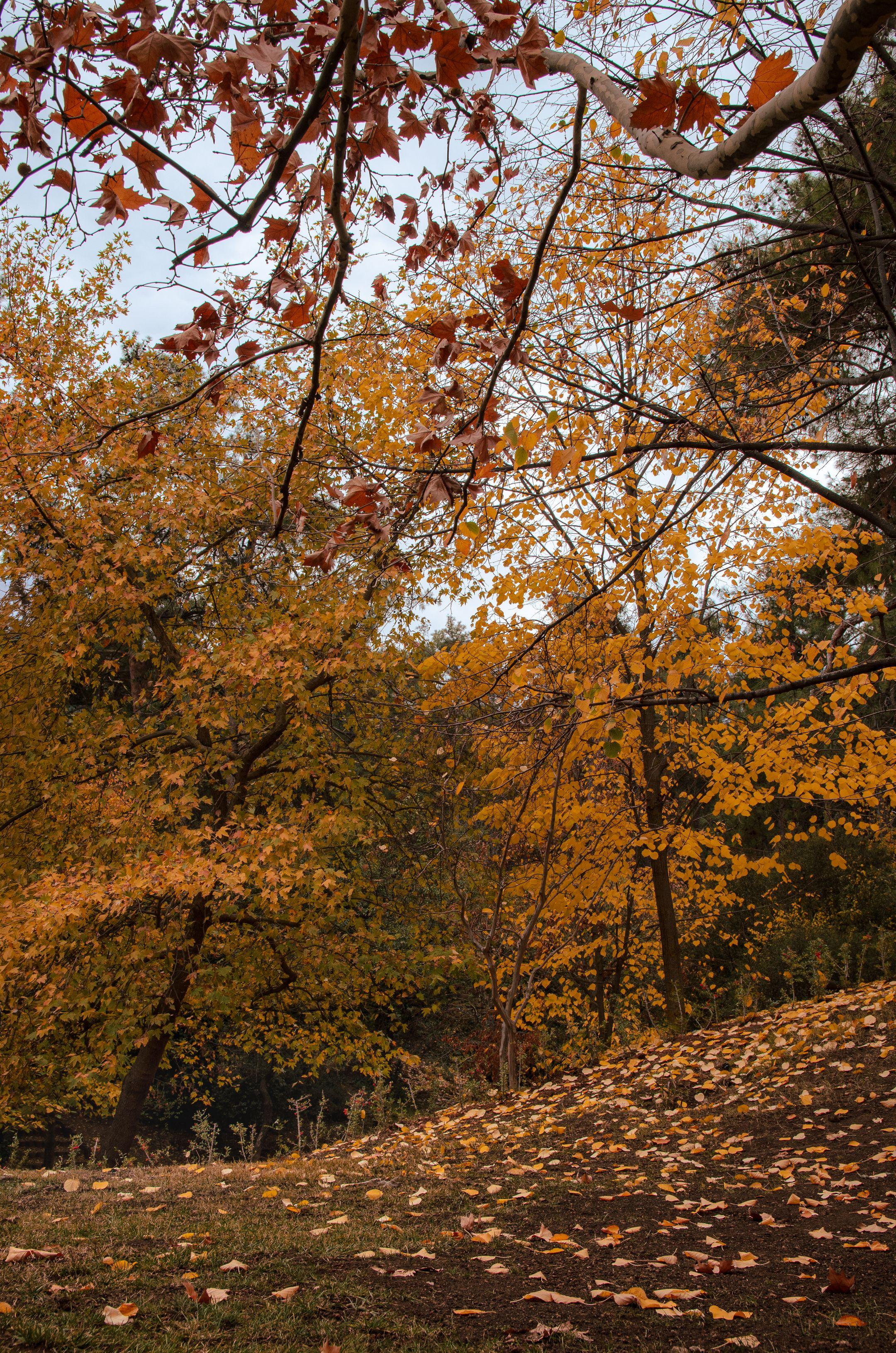 Beautiful autumn colors in a forest in Denizli, Türkiye, with vibrant orange and red leaves.