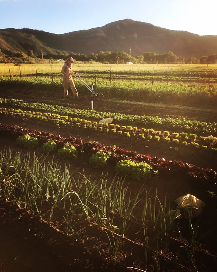 Website 2 roots farm 3.jpg
