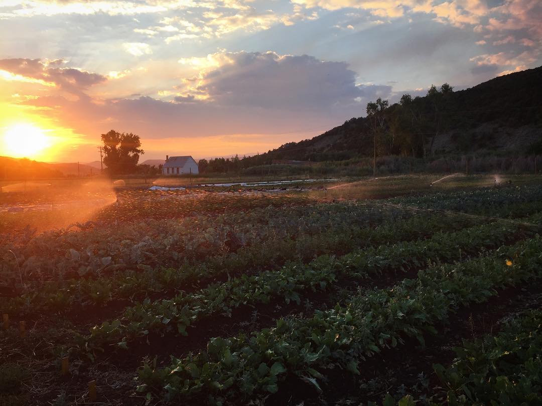 Website photo 2 roots farm.jpg