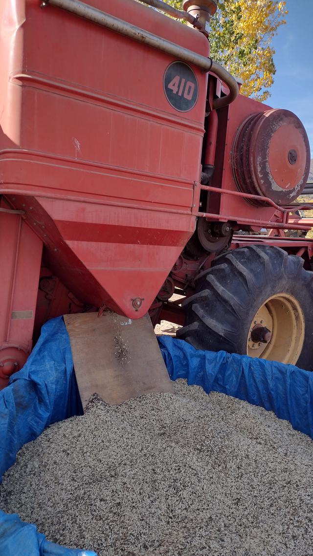 grain harvest nov 2022.jpg