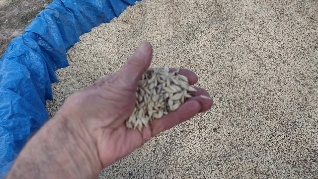 grain in hand nov 2022.jpg