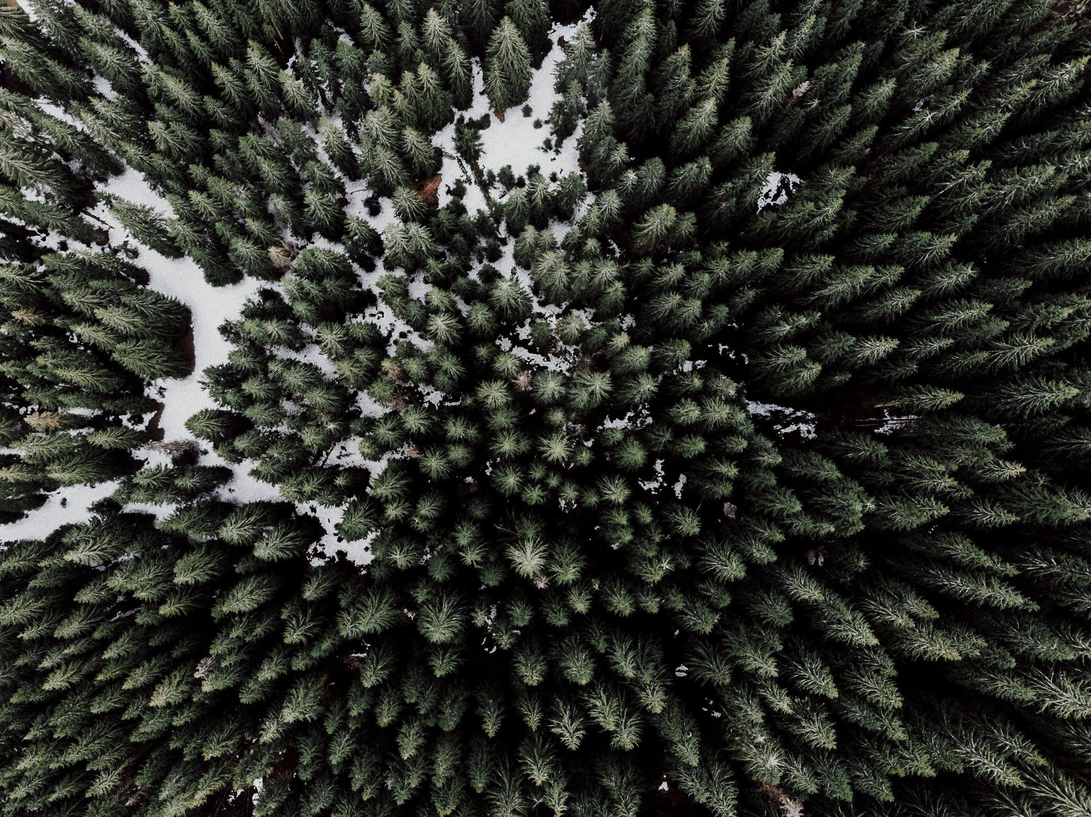 Drone shot of dense evergreen forest with scattered snow patches in winter season.