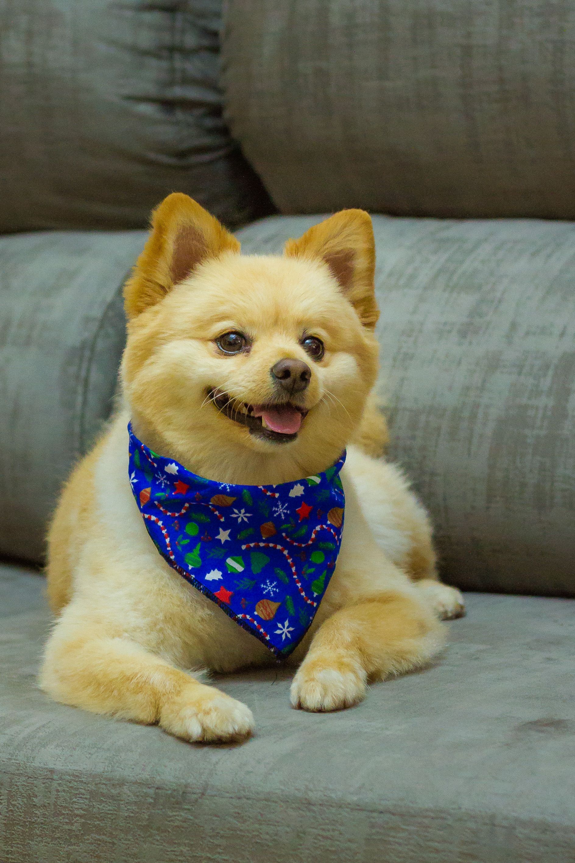 Poodle with bandana