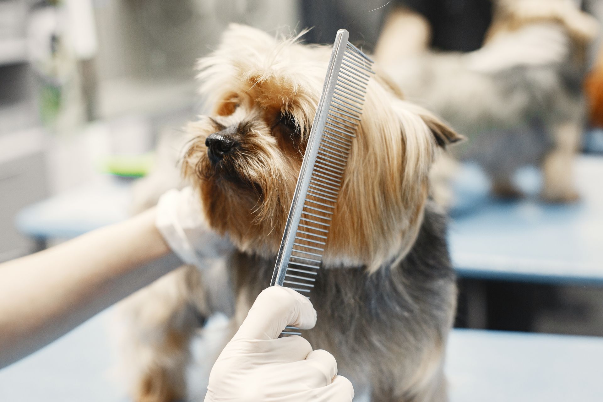 Happy Tails salon interior