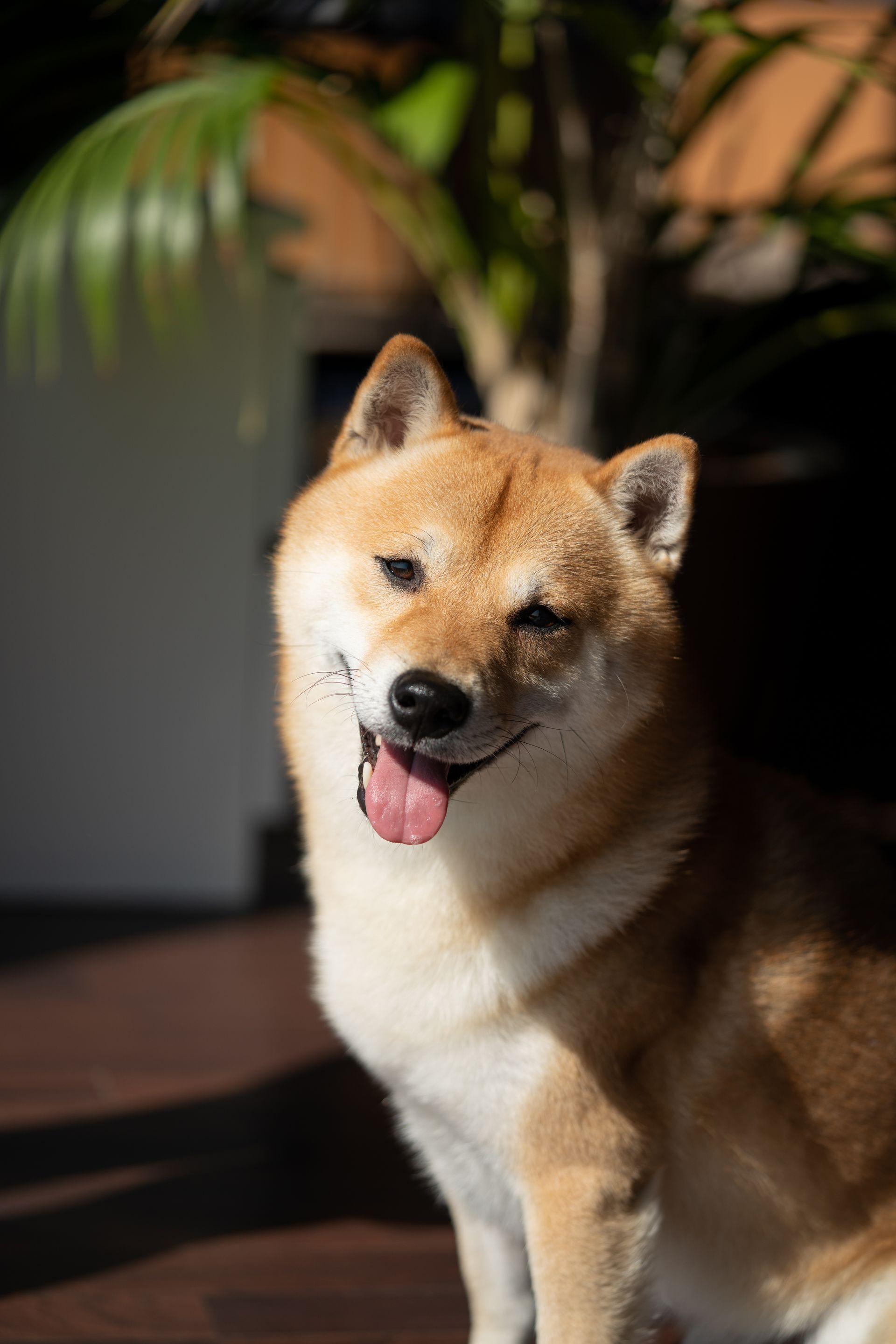 Grooming perfection