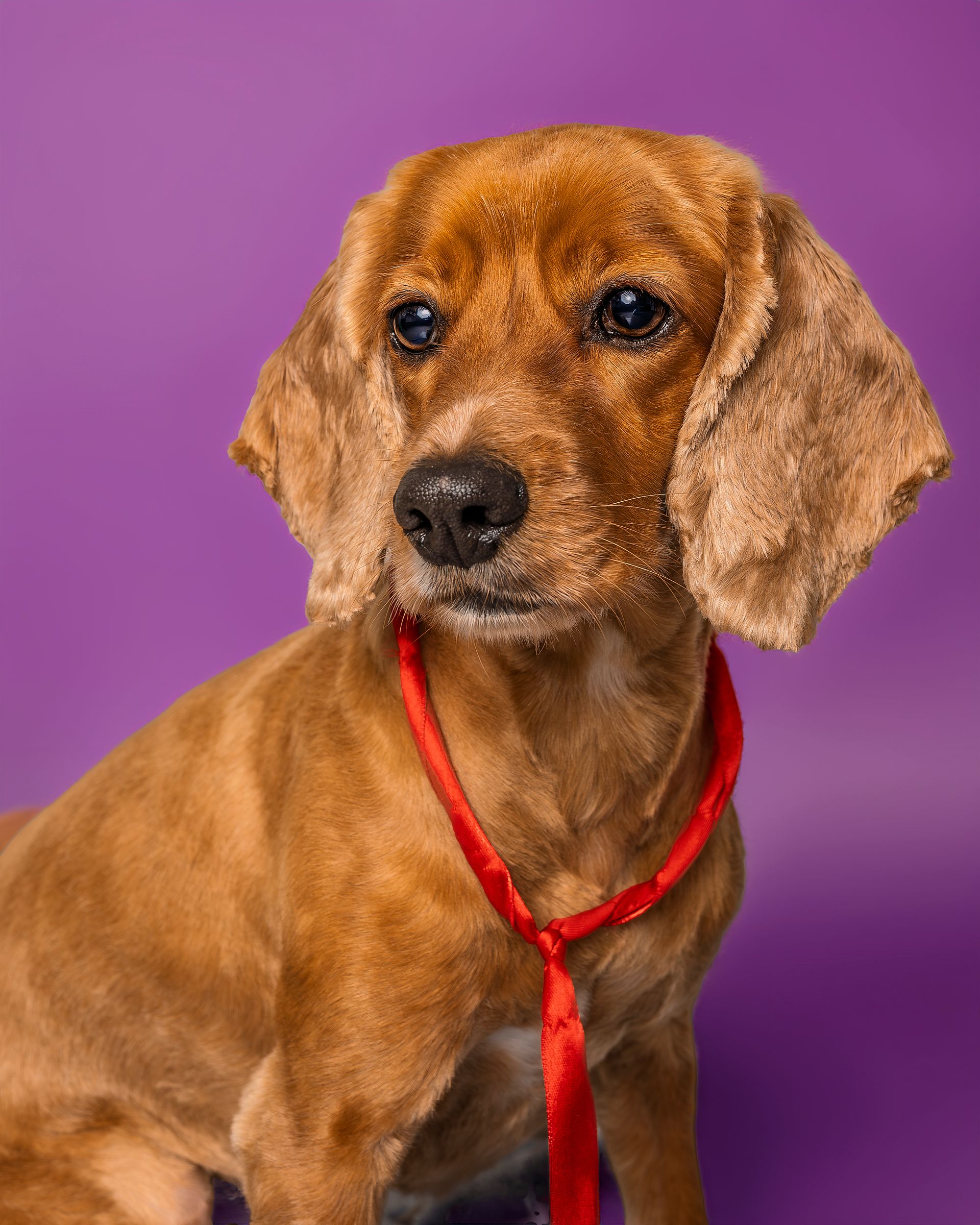 Before and after dog grooming photos