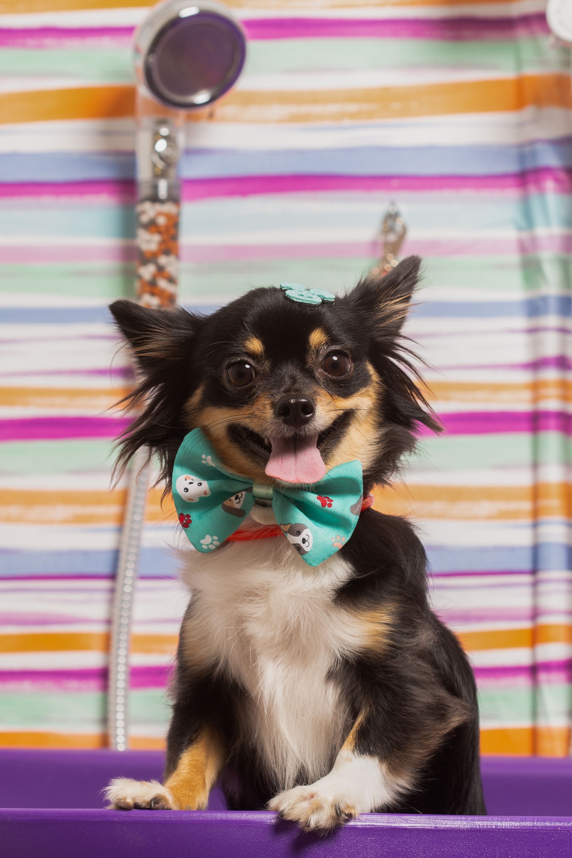 Happy Tails gift card