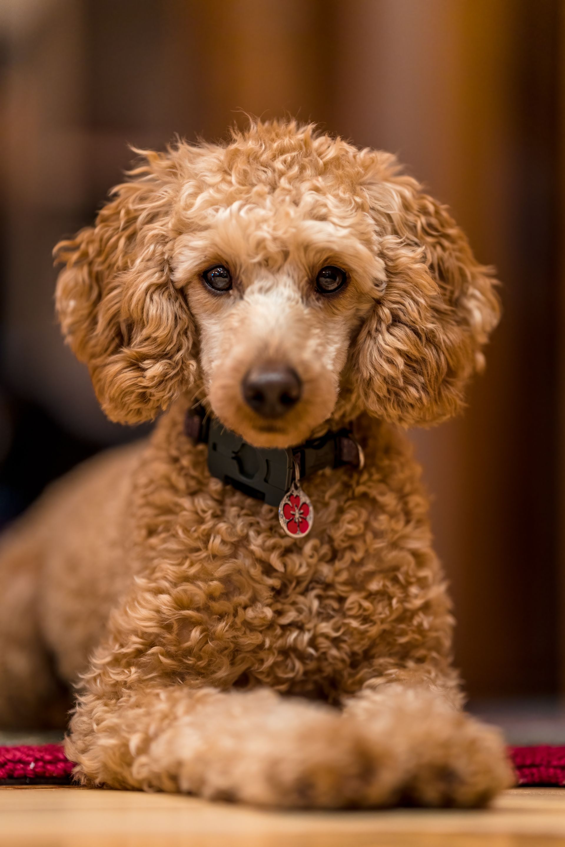 Golden poodle grooming result