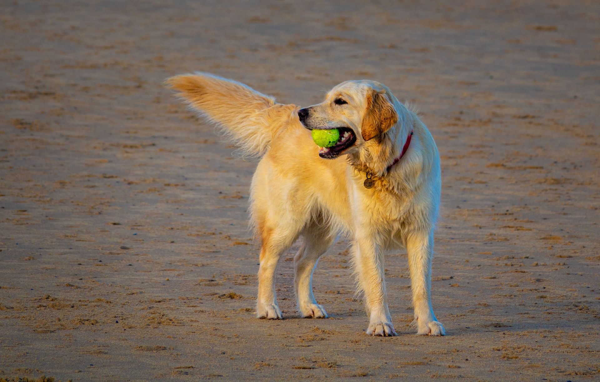 Dog grooming service