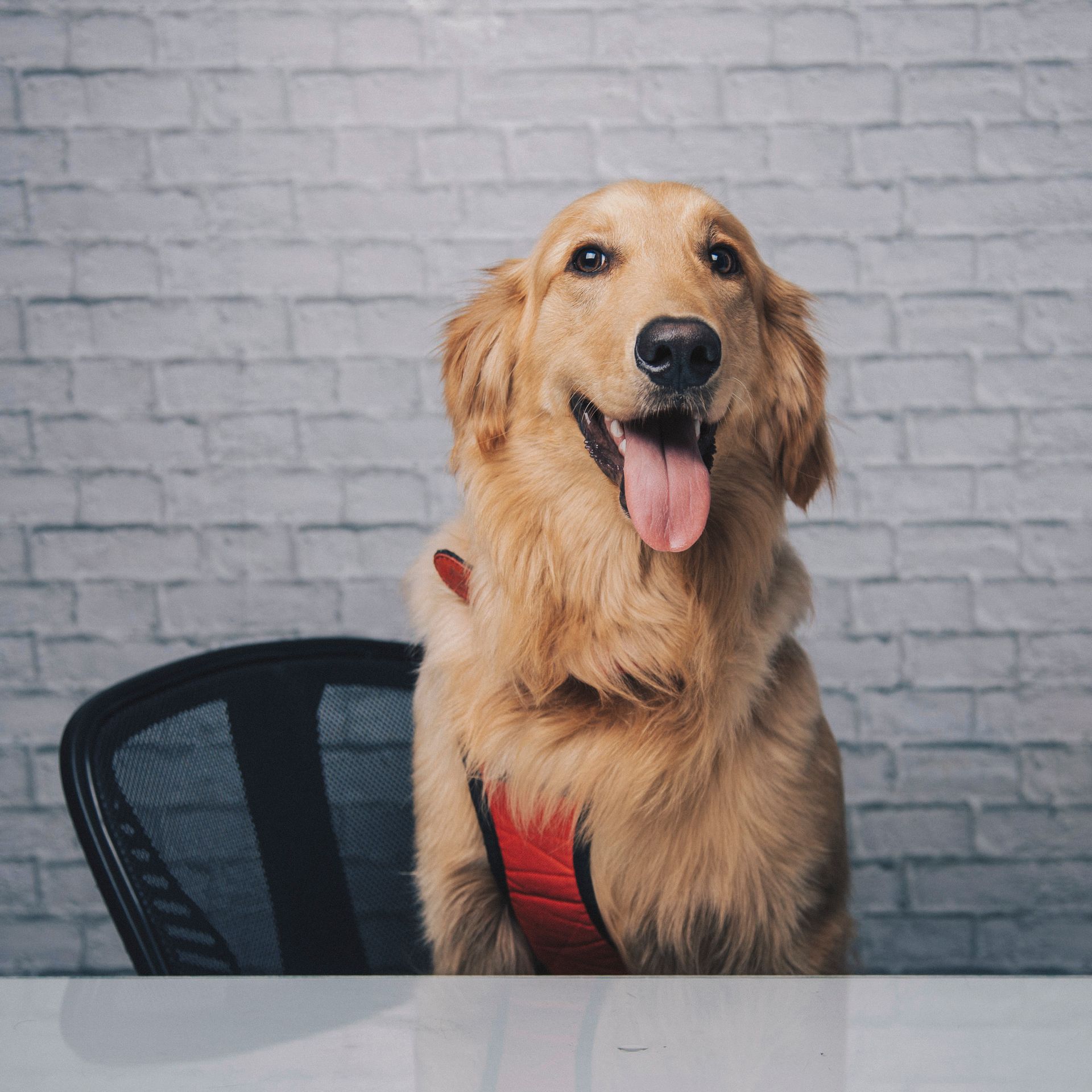 Golden Retriever grooming