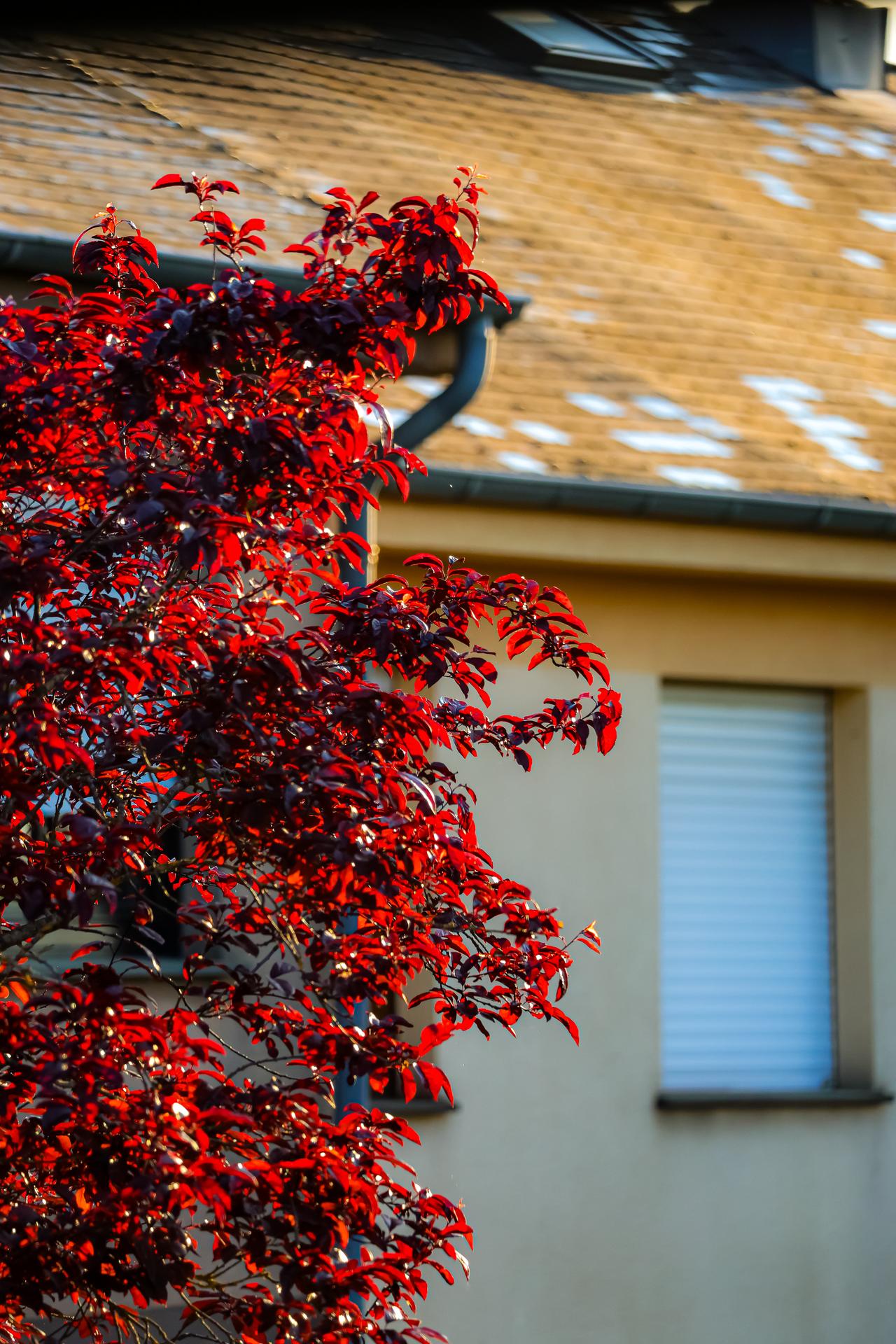 red blossoms tree in the sun.jpg