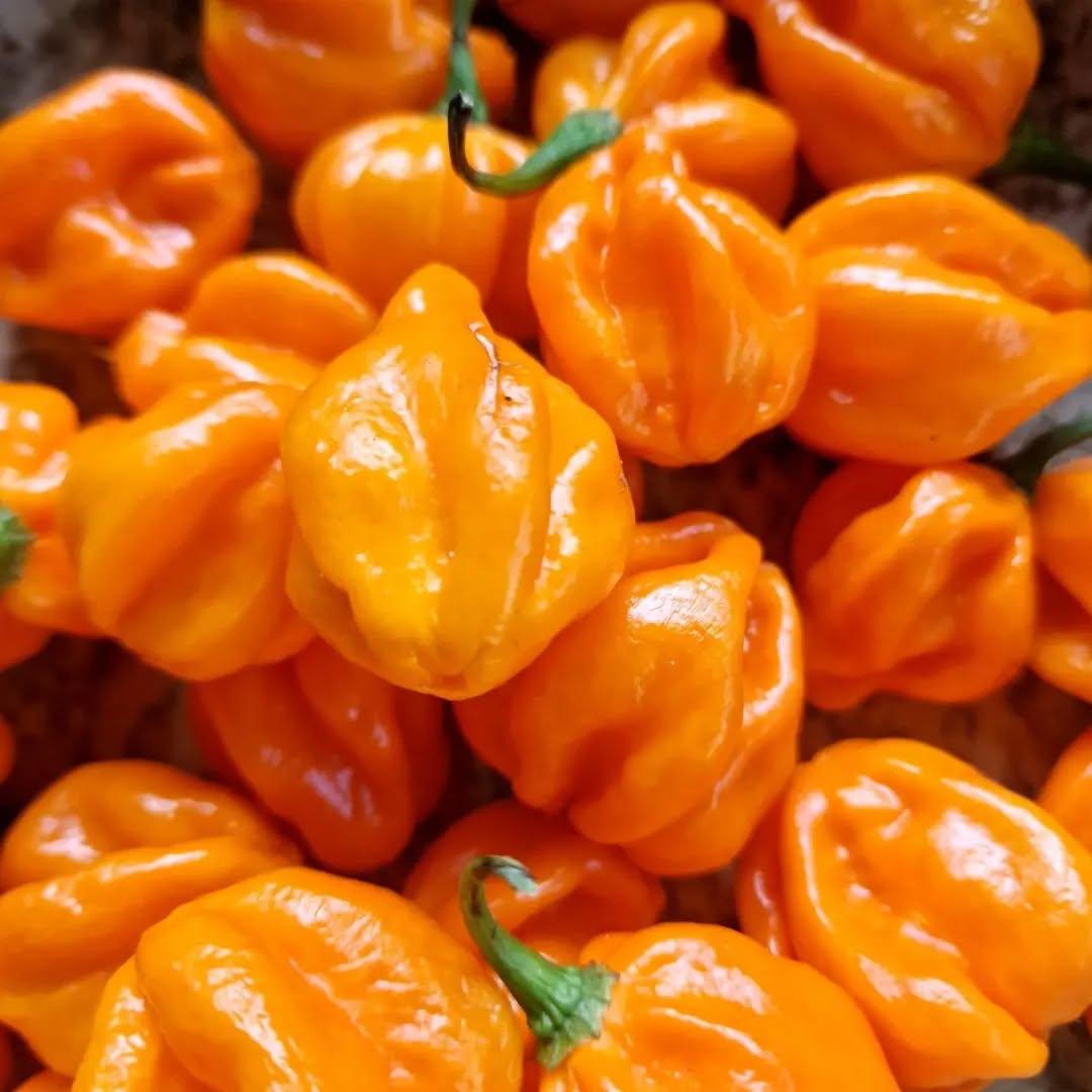 photo by شركة سدرة الزراعية الصناعية on may 12, 2024. لا يتوفر وصف للصورة.. (1).jpg