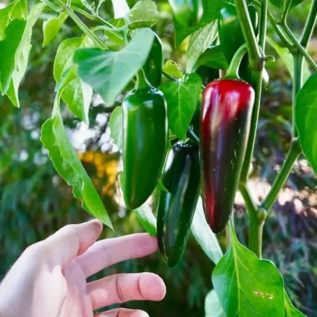 photo by شركة سدرة الزراعية الصناعية on april 09, 2024. لا يتوفر وصف للصورة.. (6).jpg