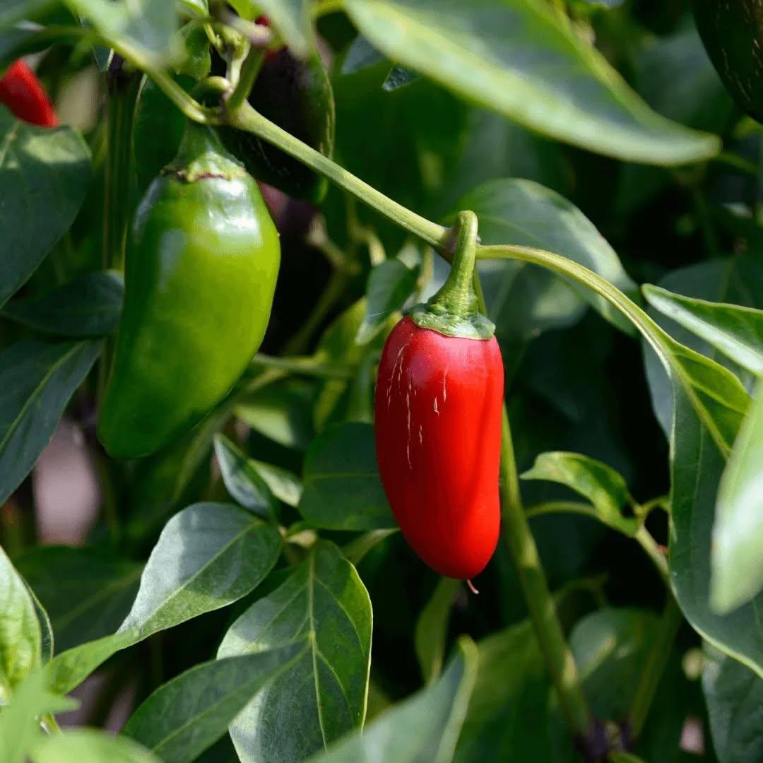 photo by شركة سدرة الزراعية الصناعية on april 09, 2024. لا يتوفر وصف للصورة.. (5).jpg