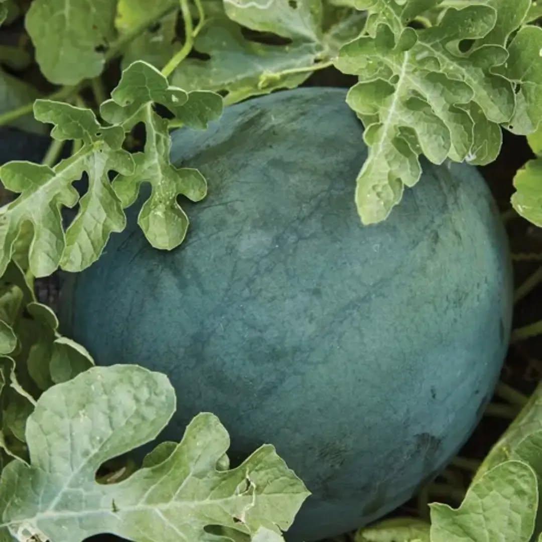 photo by شركة سدرة الزراعية الصناعية on march 31, 2024. لا يتوفر وصف للصورة.. (4).jpg