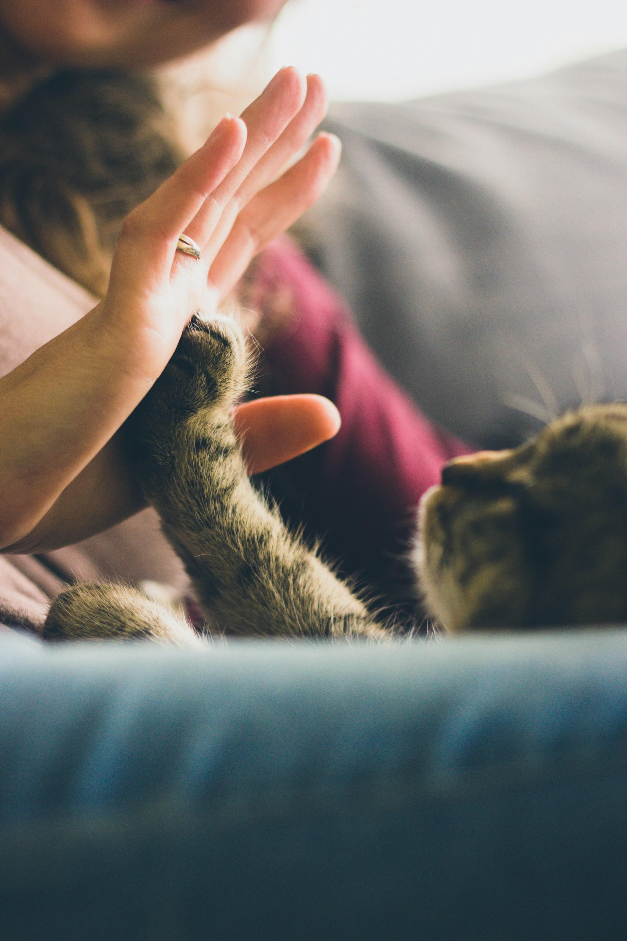 A simple moment as each week-end when i’m home with my wife and my little cat.