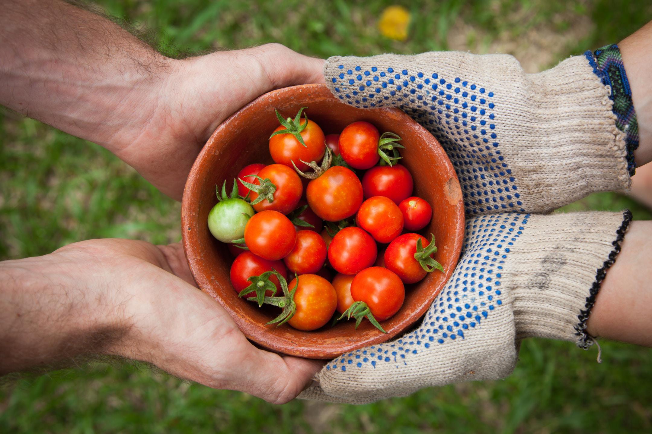 Tomato Garden