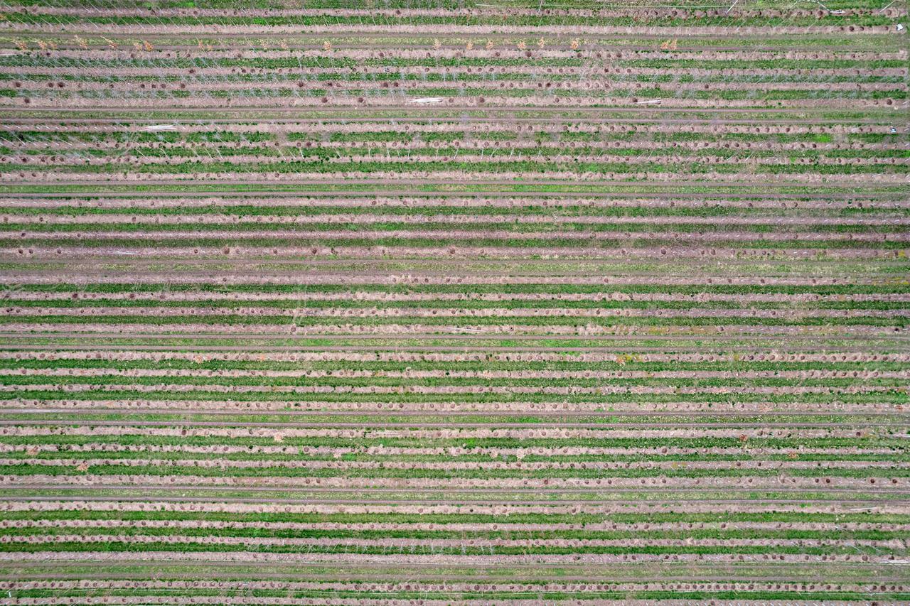 Looking directly down, this image reveals the uniformity and rhythm of crop rows in an agricultural field, demonstrating the blend of natural growth and human-guided order.
