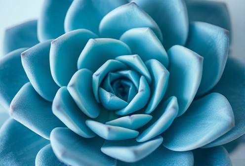 Blue-green succulent leaves