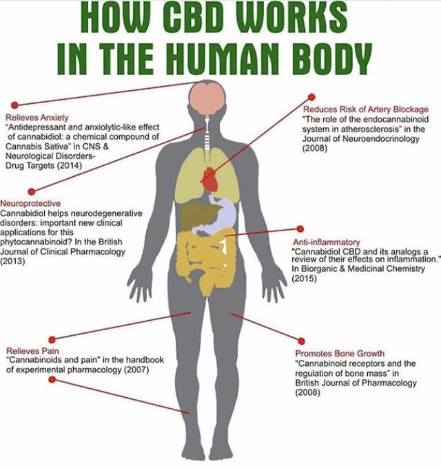 how cbd works in the body.jpg