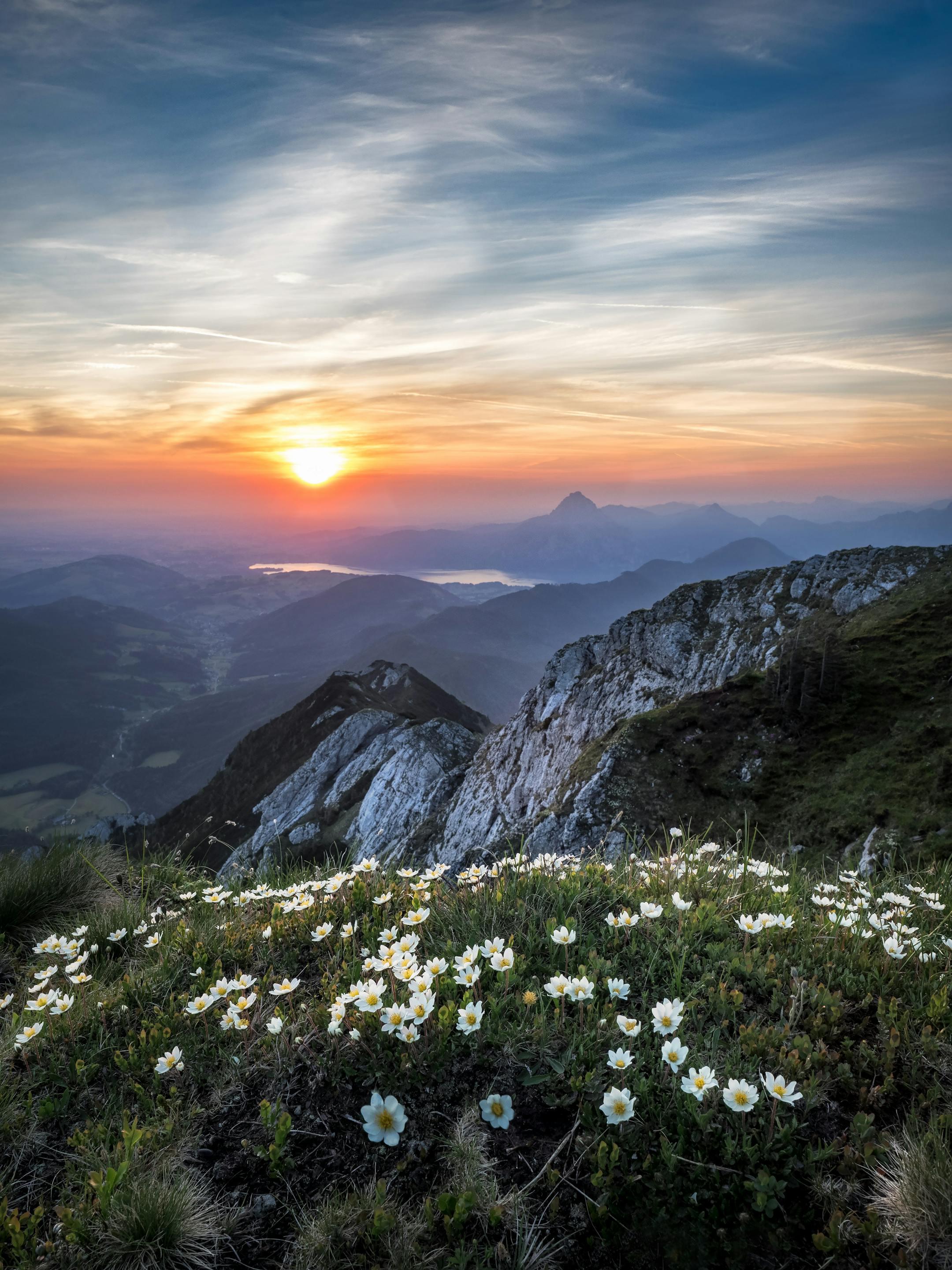 A stunning sunrise view over a rocky mountain landscape with wildflowers in bloom.