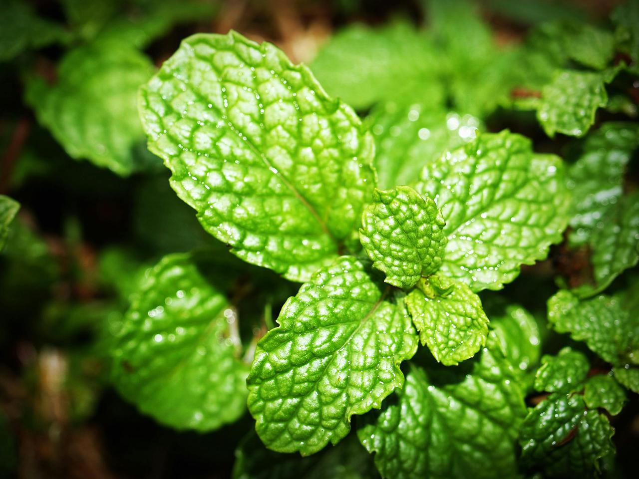 Vibrant close-up view of fresh mint leaves, showcasing their vibrant texture and color.