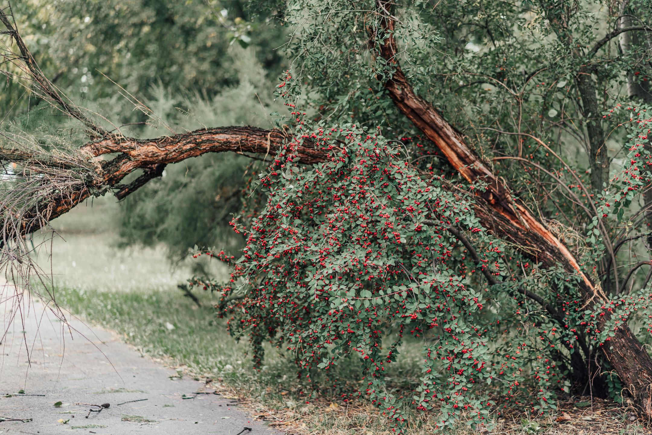 A broken tree with red berries leaning over a path in a rural area.
