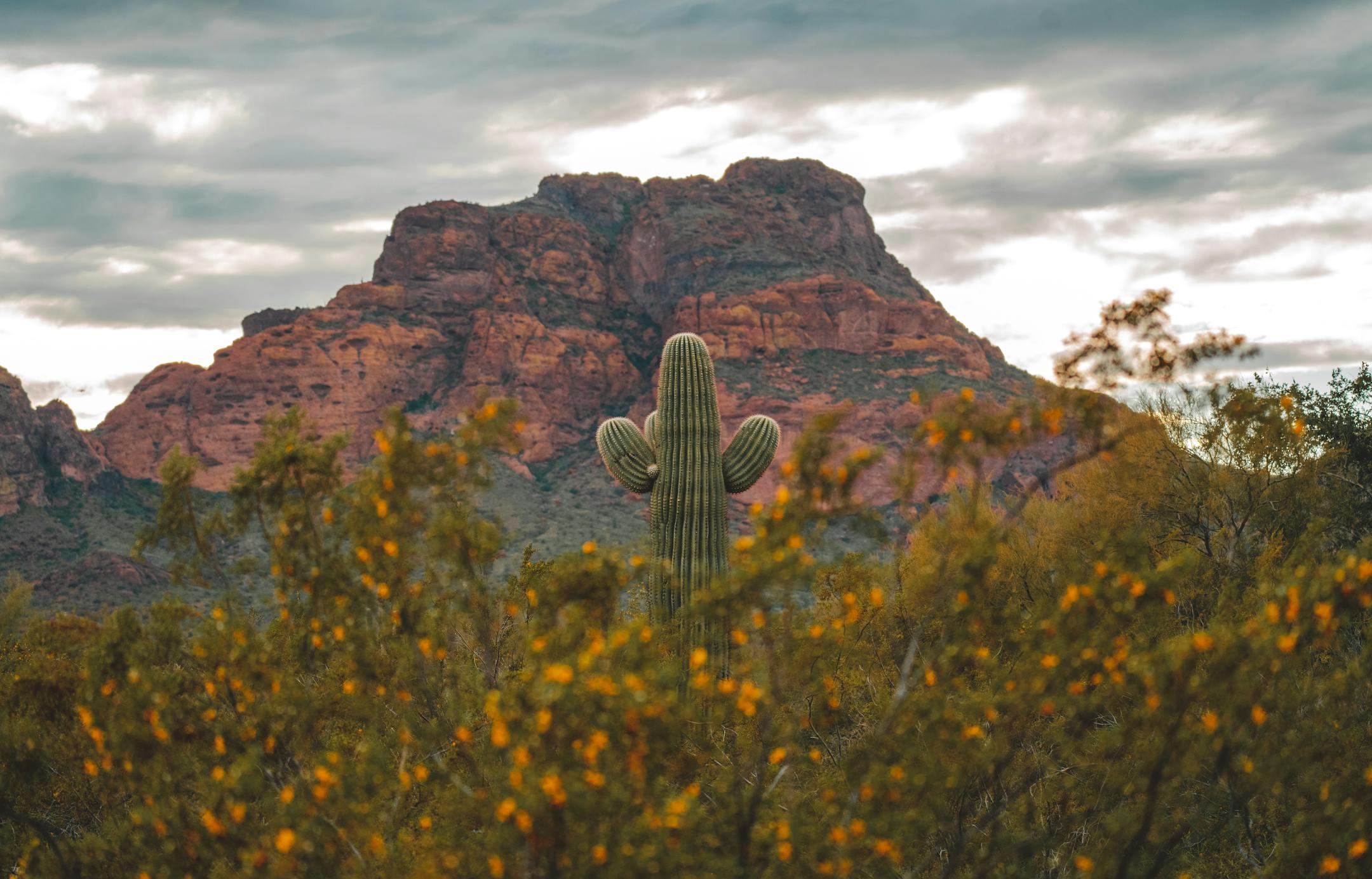 Stunning view of a saguaro cactus with a rocky mountain backdrop in Apache Junction, AZ.